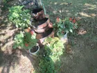  Preview image for Lot# 7 - Collection of Potted Plants 