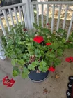  Preview image for Lot# 29 - 3 Rocky Mountain Geranium Plan 