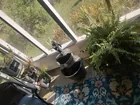  Preview image for Lot# 120 - Plants, Planter, Fountain 