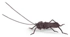  Preview image for JAPANESE ARTICULATED METAL GRASSHOPPER 