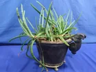 Preview image for Lot# 193 - Aloe Vera Plant In Rabbit Pla 