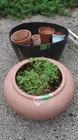  Preview image for Lot# 661 - Multiple Terracotta&Plastic P 