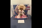  Preview image for LOL Surprise OMG Nye Queen Doll 