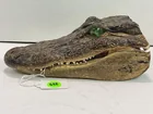  Preview image for Lot# 648 - TAXIDERMY CROCODILE HEAD - AR 