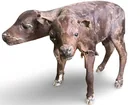  Preview image for Authentic 2 headed cow 