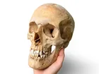  Preview image for Human Medical Skull 