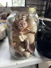  Preview image for Lot# 1027 - Large Gallon Jar of Seashell 