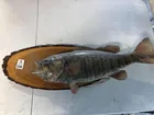  Preview image for Lot# 1226 - Taxidermy Wall Mount Fish 