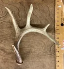  Preview image for Lot# 475 - Antler 