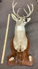  Preview image for Lot# 212 - Taxidermy deer mount 