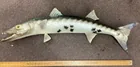  Preview image for Lot# 272 - Taxidermy barracuda 