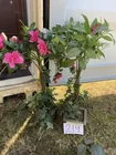  Preview image for Lot# 219 - 2 decorative plants 