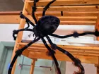  Preview image for LG spiders .... 