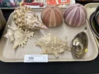  Preview image for Lot# 534 - Assorted Sea Shells 