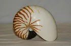  Preview image for Lot# 323 - 4 seashells: Tiger stripe cha 