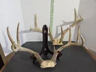  Preview image for Lot# 23 - Duo of Deer Antlers one- 7poin 