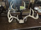 Preview image for Lot# 24 - 10pt deer antler 