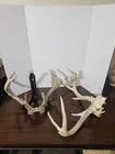  Preview image for Lot# 49 - Two - 8pt deer  antlers 