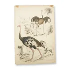  Preview image for Antique Hand-Tinted Engraving, 