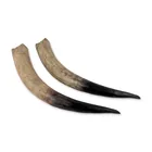  Preview image for Pair of Polished Steer Horns 
