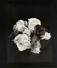  Preview image for Gypsy Ray (1949-2020), Claire's Roses, 