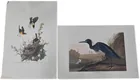  Preview image for Three: After John James Audubon 