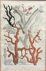  Preview image for JOHANN WILHELM WEINMANN: HAND-COLORED 