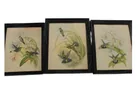  Preview image for Lot# 160 - 3 Vintage John Gould Bird Pri 