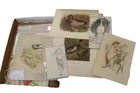  Preview image for Lot# 193 - Bird Artwork includes Sketch  