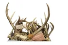  Preview image for Lot# 291 - 12 Plus Whitetail Deer Antler 