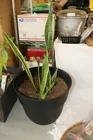  Preview image for Lot# 44 - Sansevieria Trifasciata Potted 