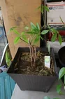  Preview image for Lot# 45 - Money Tree (Pachira aquatica)  