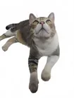  Preview image for Lot# 1127 - Puddin' Says Hello ! 