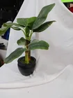  Preview image for Lot# 4707 - Artificial Banana Tree in Bl 