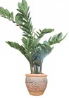  Preview image for Lot# 4054 - Artificial ZZ Plant in Patte 