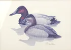 Preview image for LOUIS FRISINO, CANVASBACK PAIR, SIGNED 