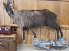  Preview image for HIMALAYAN TAHR 