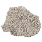  Preview image for Natural Brain Coral Formation 