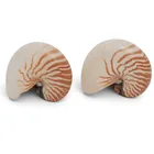  Preview image for (2pc) Natural Chambered Nautilus 