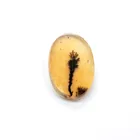  Preview image for 11.7 x 8.1 mm Oval shape Dendrite Agate 