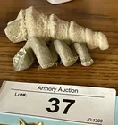  Preview image for Lot# 37 - FOSSILIZED PALEOCENE TURRITELL 