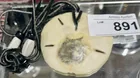  Preview image for Lot# 891 - SANDOLLAR NECKLACE 