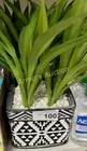 Preview image for Lot# 1002 - GREENERY IN PLANTER 
