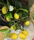  Preview image for Lot# 1007 - ARTIFICIAL LEMON TREE 