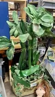  Preview image for Lot# 1046 - PLANTER WITH GREENERY 