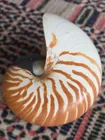  Preview image for Nautilus Shell 