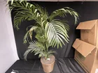  Preview image for FAUX PLANT 
