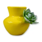  Preview image for Anthropologie Sculpted Succulent 