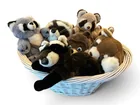  Preview image for Basket of Assorted Plush Raccoon Toys 