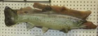  Preview image for Brown Trout Fish Taxidermy 
